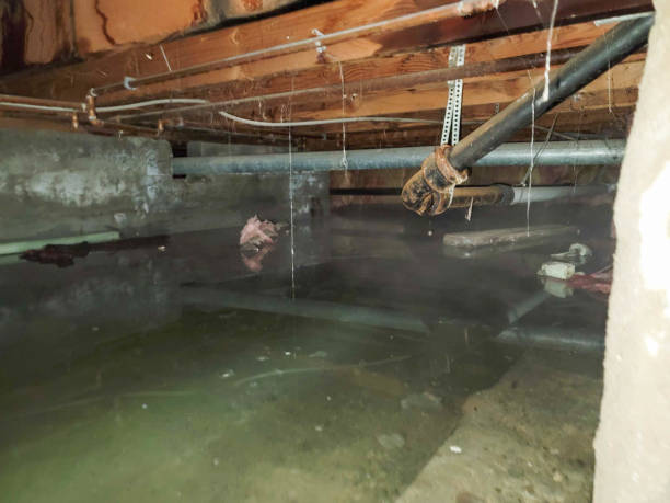 Best Water damage contractors near me  in Camden, TN